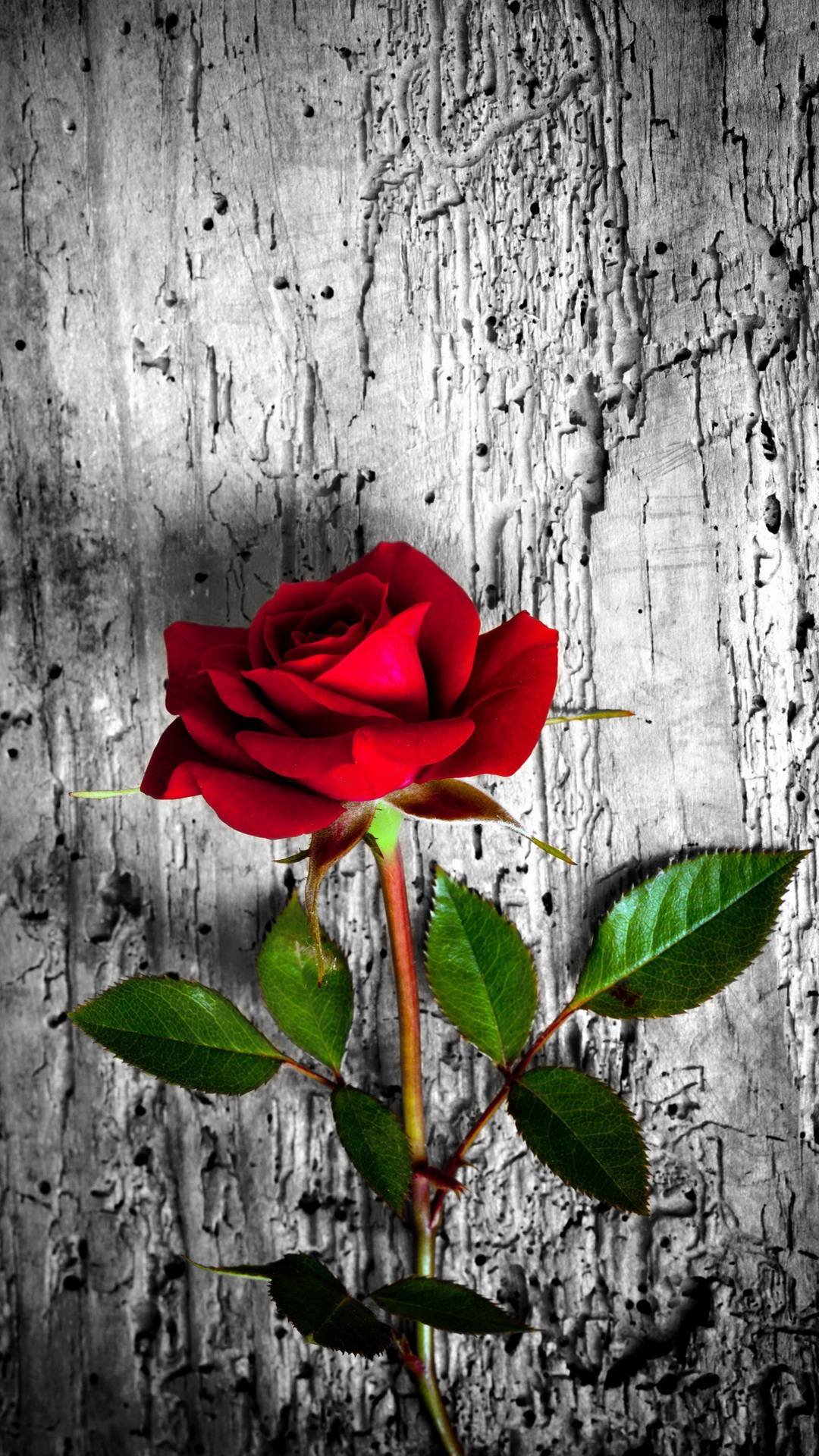 Red Rose Aesthetic Wallpaper Download MobCup