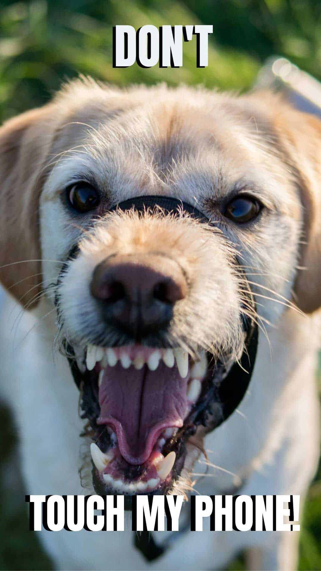 angry cute dog