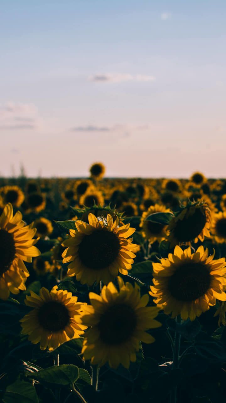 Wallpaper sunflowers flowers field sunset desktop wallpaper hd image  picture background a255ec  wallpapersmug