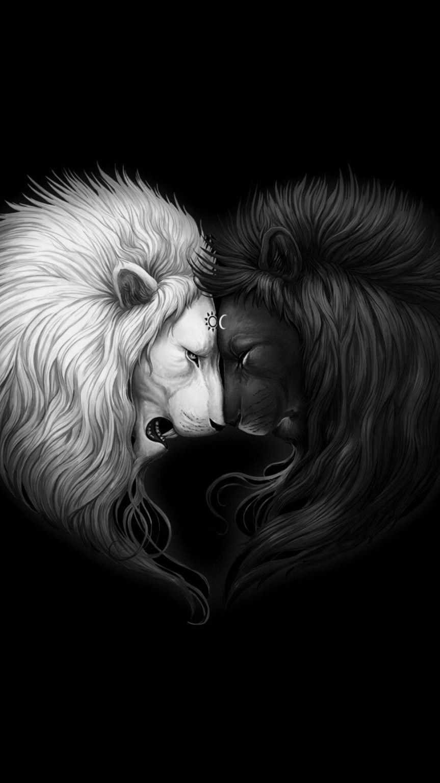 white lion HD wallpapers backgrounds