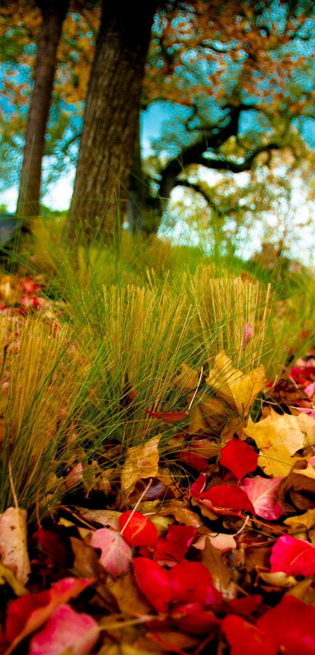 Beautiful Nature Leaves