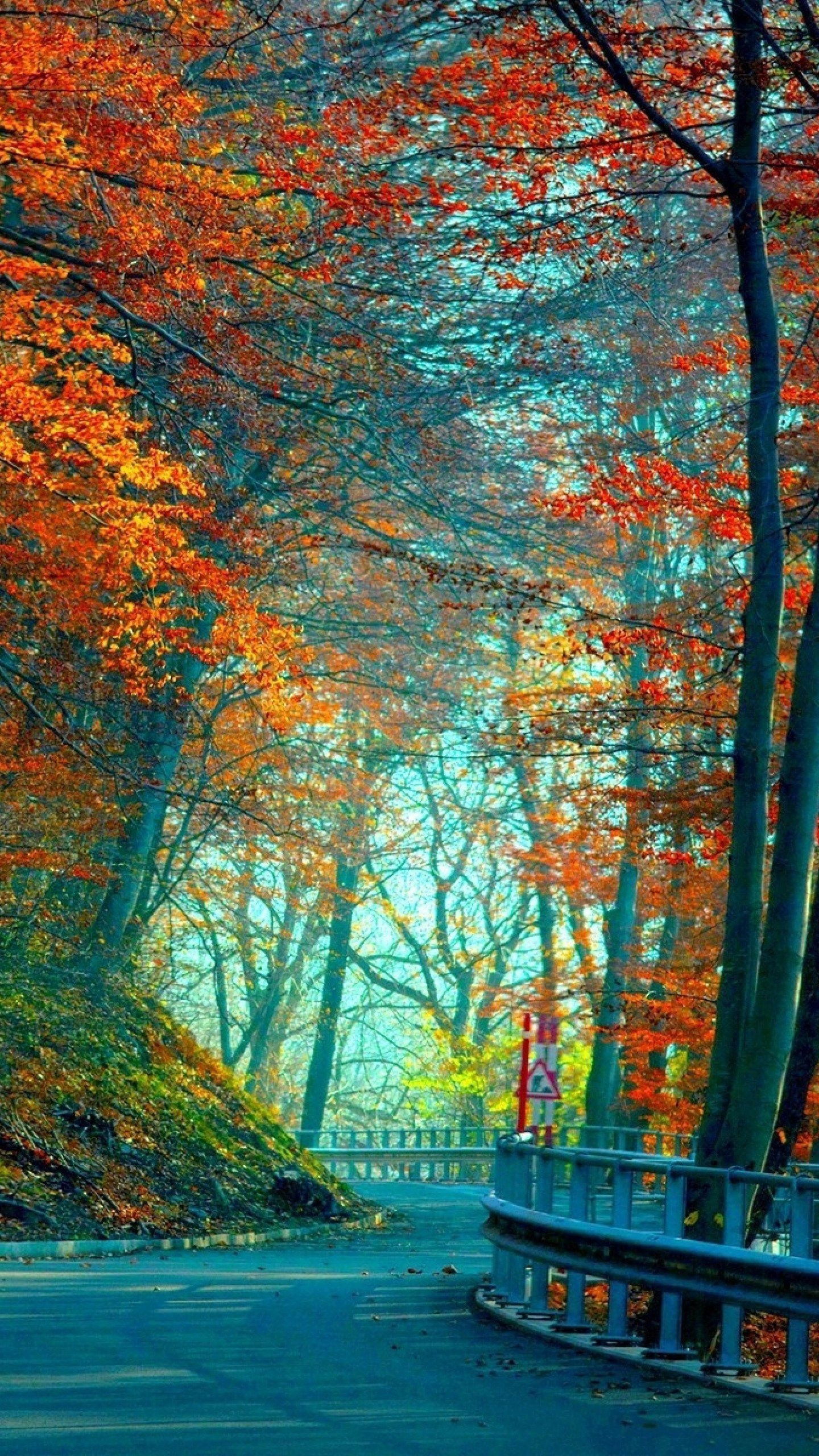 Autumn Trees And Road