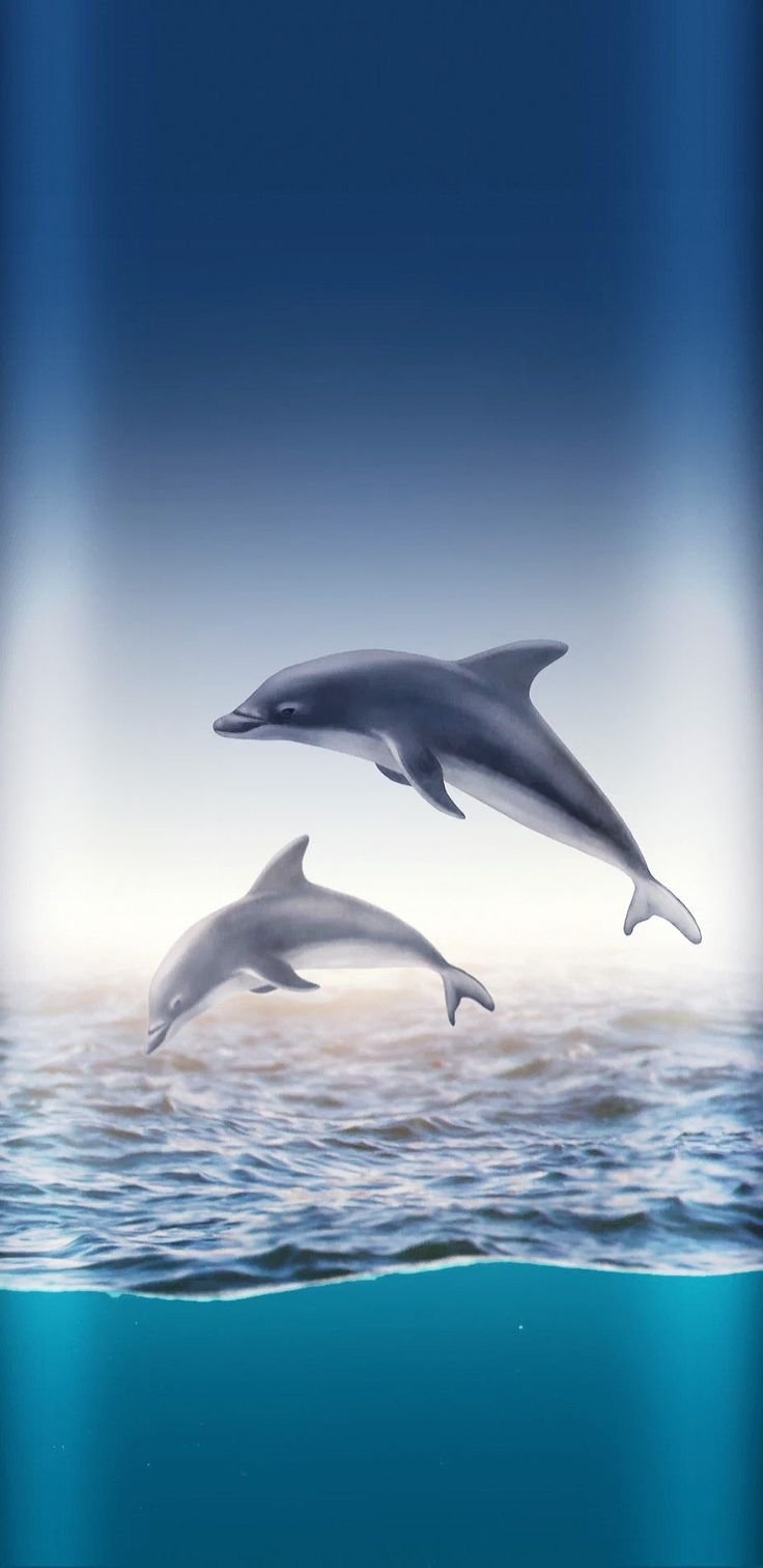Wallpaper ID 352579  Animal Dolphin Phone Wallpaper  1080x2460 free  download