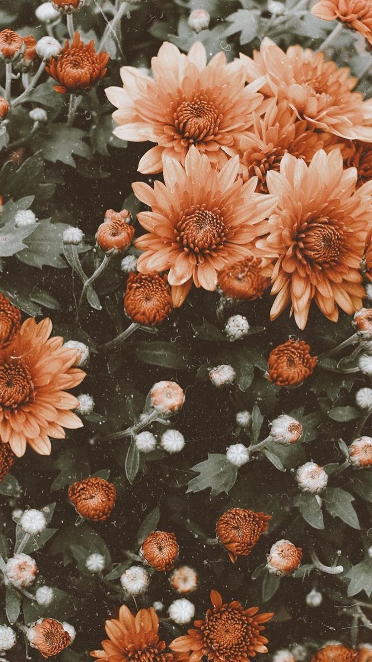 Floral Aesthetic iPhone Wallpapers  Top Free Floral Aesthetic iPhone  Backgrounds  WallpaperAccess