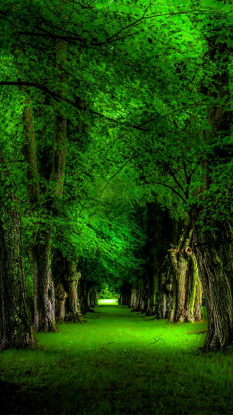 Greenery Forest Trees Wallpaper Download | MobCup