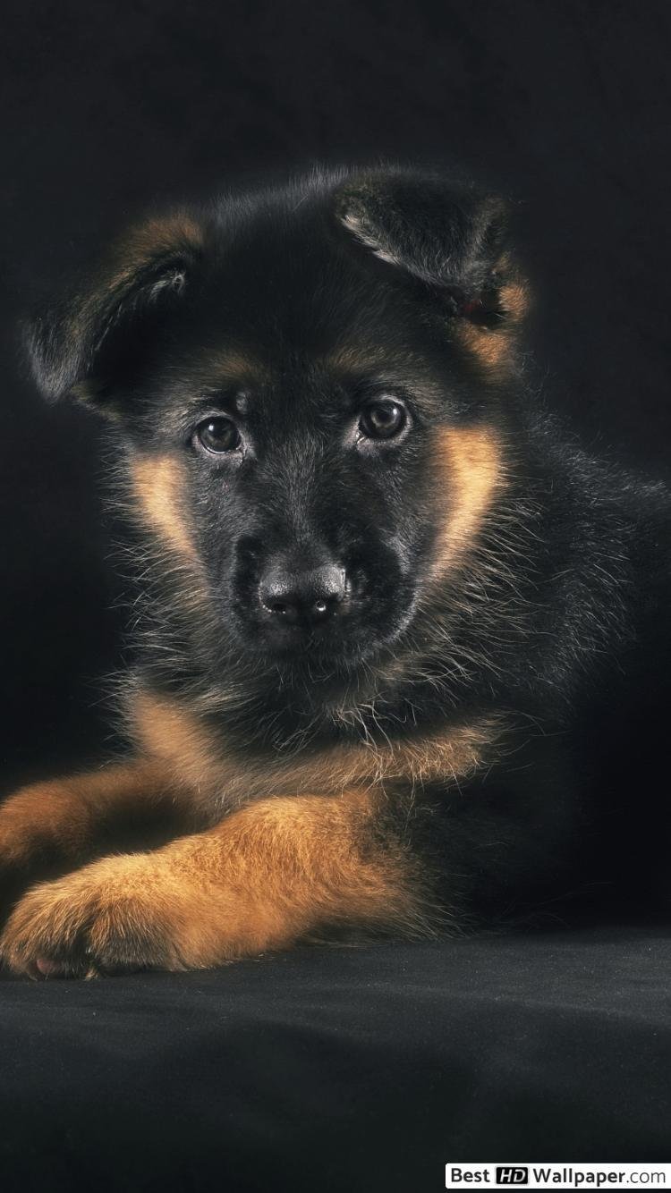 german shepherd puppy wallpaper