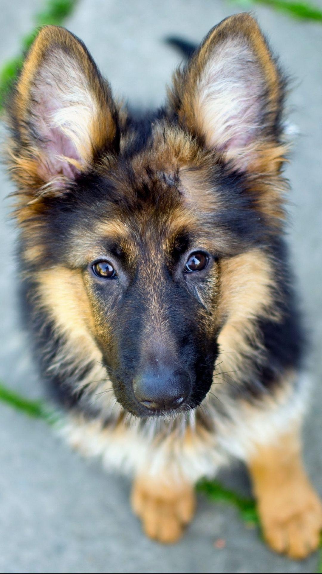 German shepherd baby Wallpapers Download | MobCup