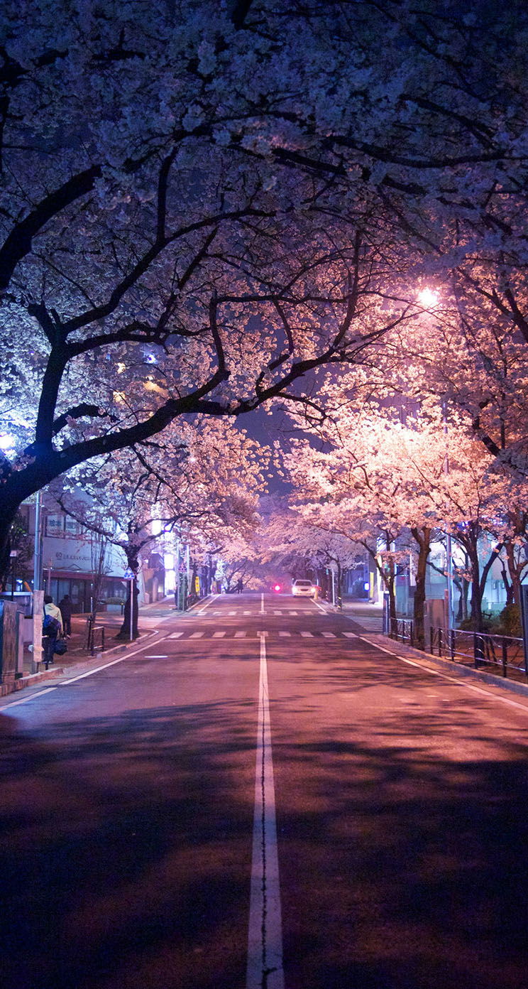 Cherry blossom - nature