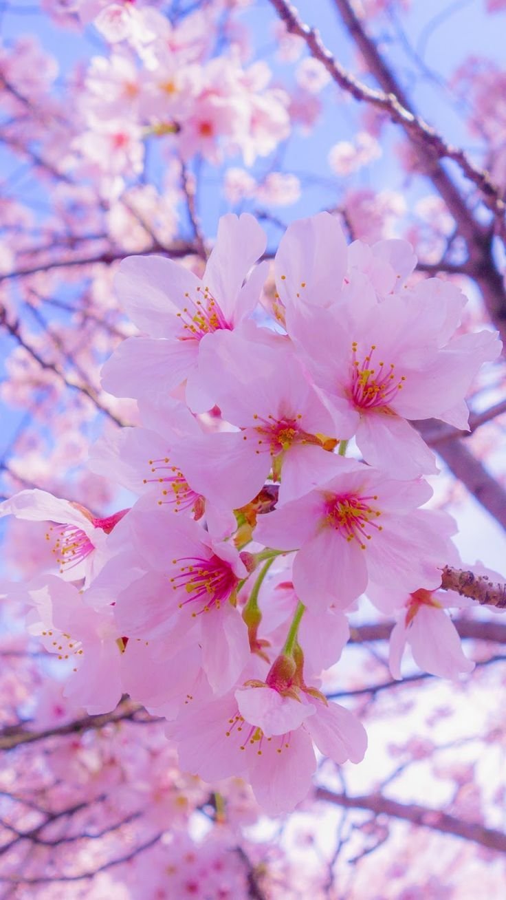 Aesthetic sakura trees Wallpapers Download | MobCup