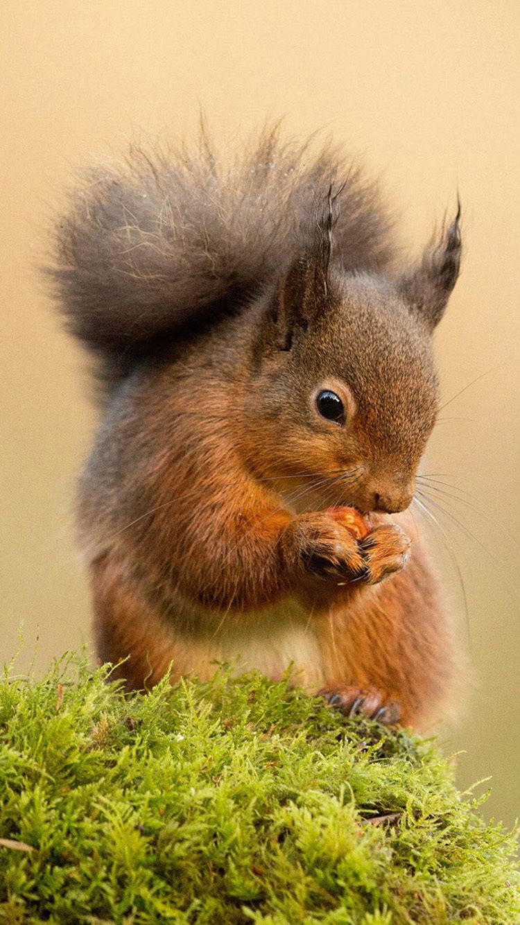 Red squirrel