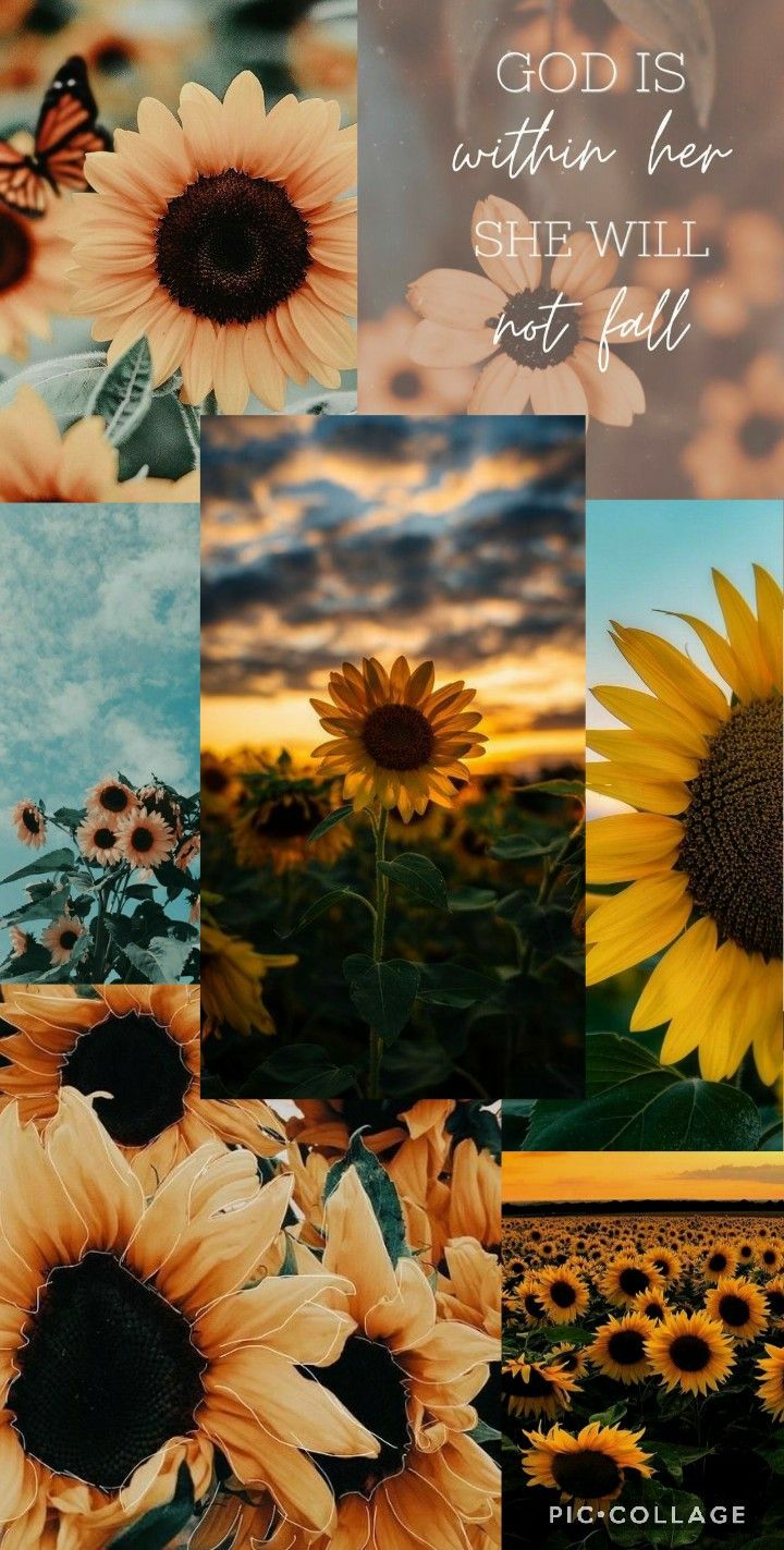 Download A blooming sunflower featuring a dreamy photo filter aesthetic   Wallpaperscom