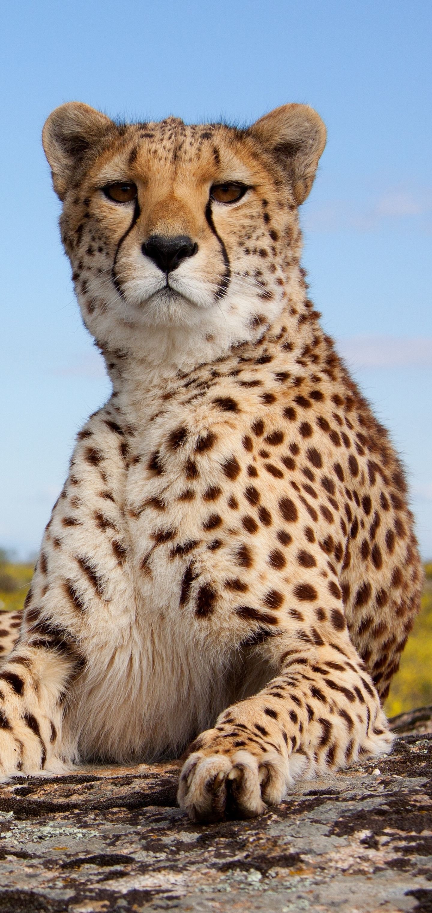 Cheetah Wallpaper Download