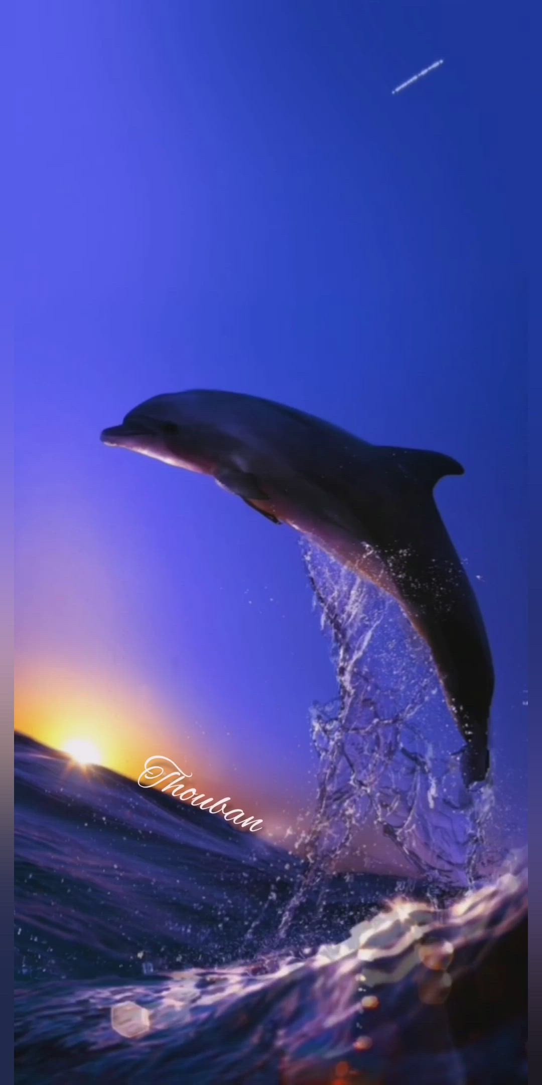 dolphins sunset purple