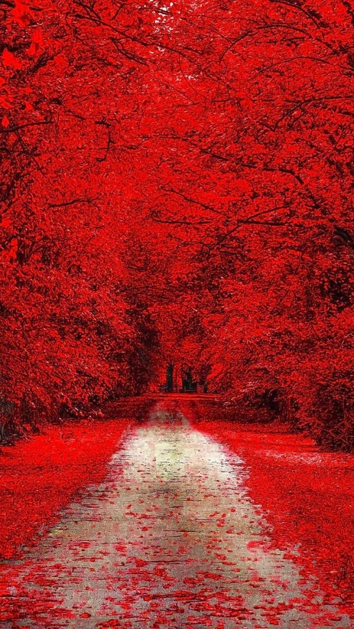 hd red forest wallpaper