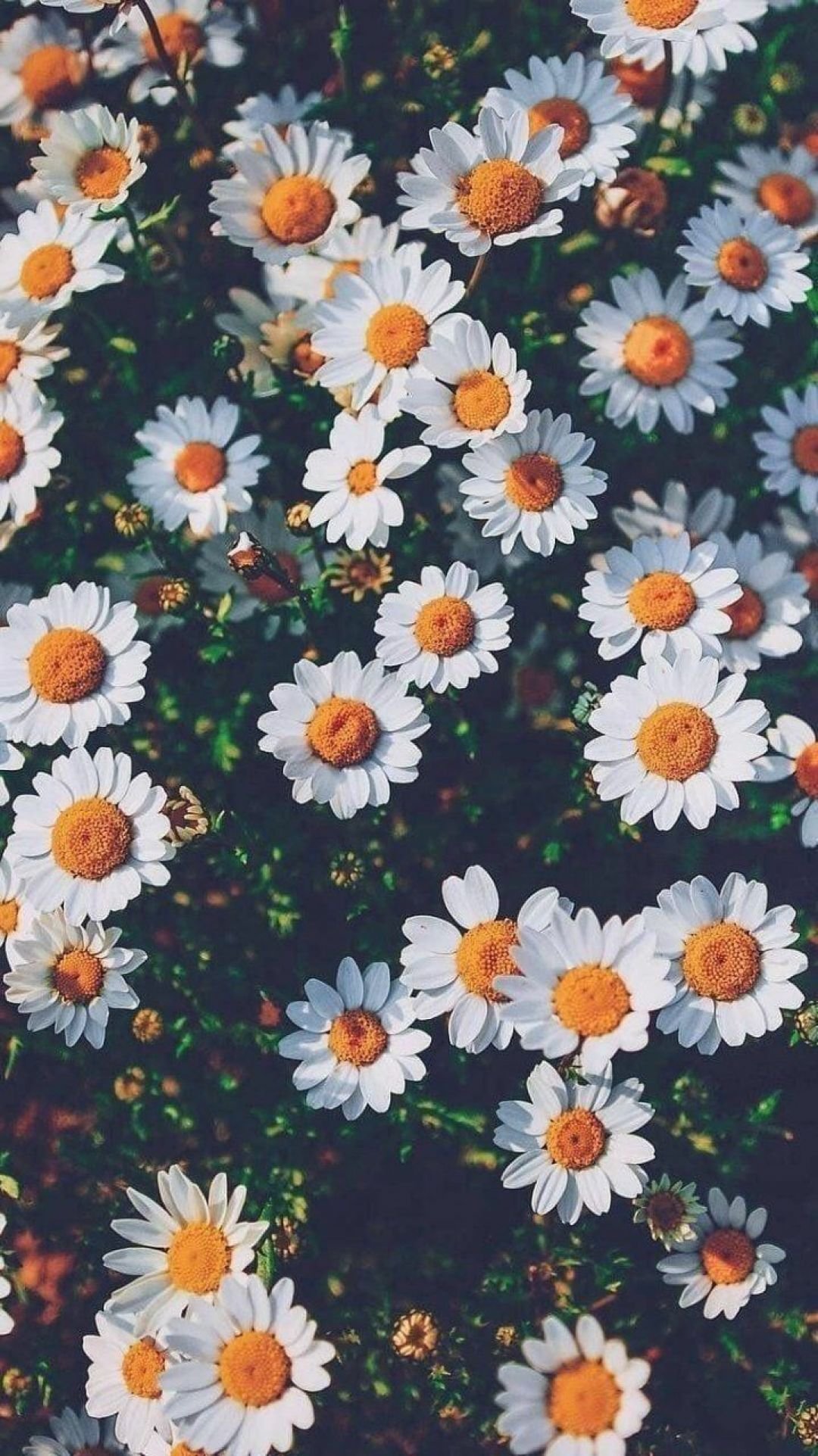 Aesthetic daisy Wallpapers Download  MobCup