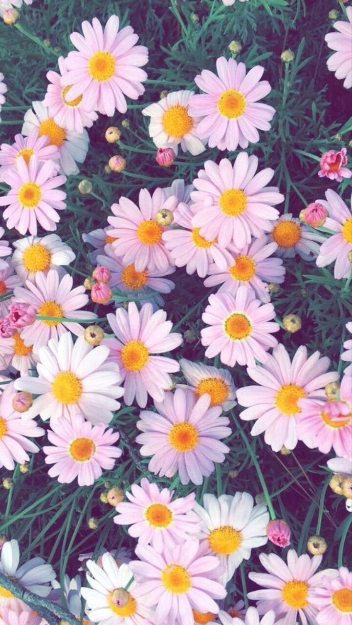 Aesthetic Daisy Wallpapers  Top Free Aesthetic Daisy Backgrounds   WallpaperAccess
