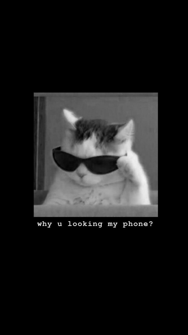 Cute aesthetic cat cat phone aesthetic HD phone wallpaper  Pxfuel