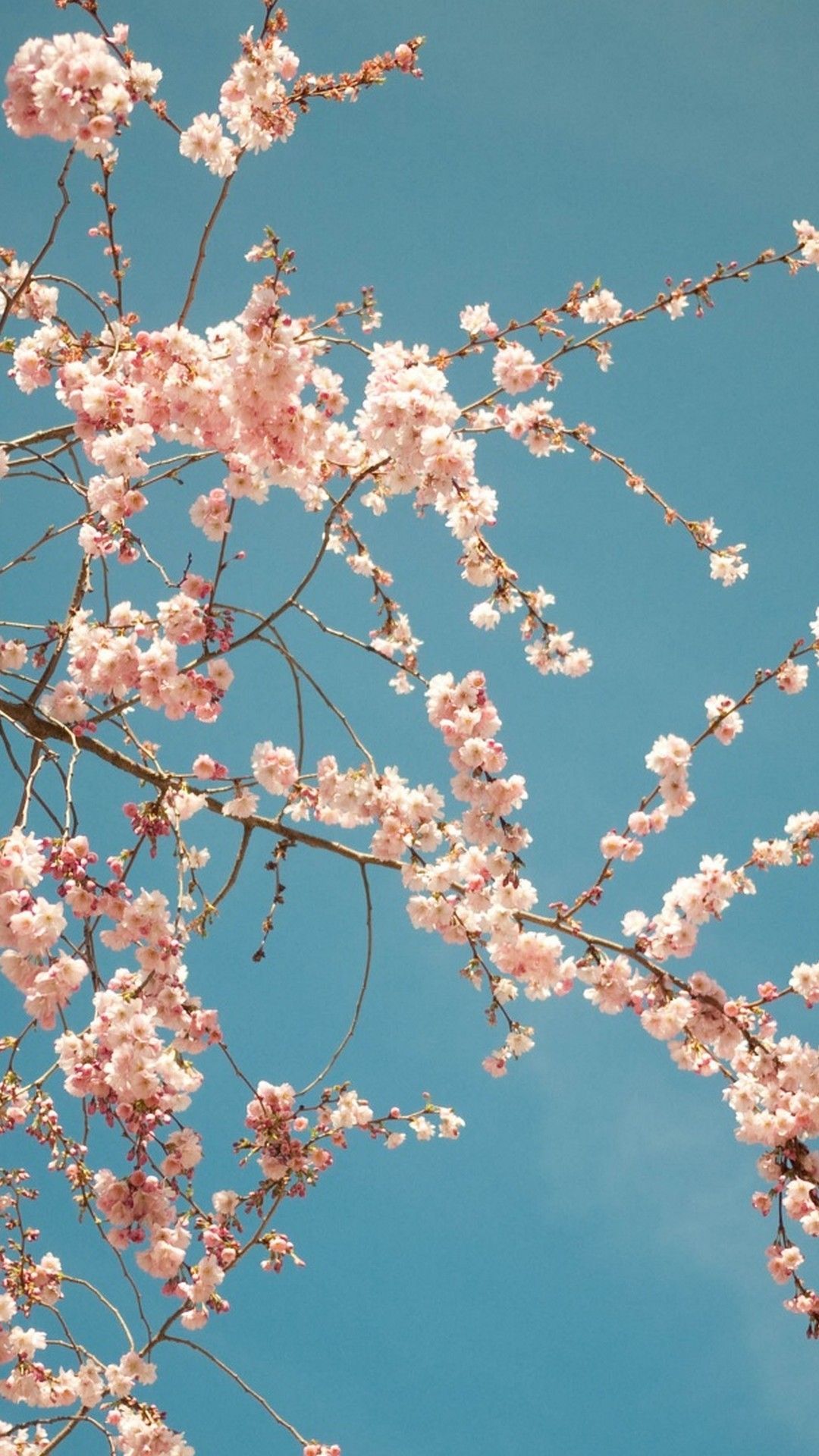 55 Aesthetic Spring Wallpapers for iPhone  The Mood Guide