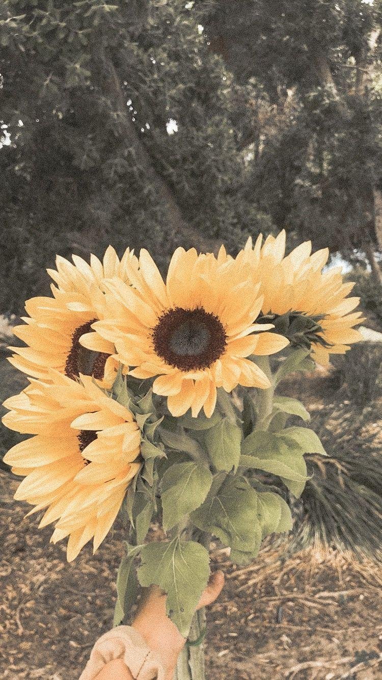 sunflower Live Wallpaper  free download
