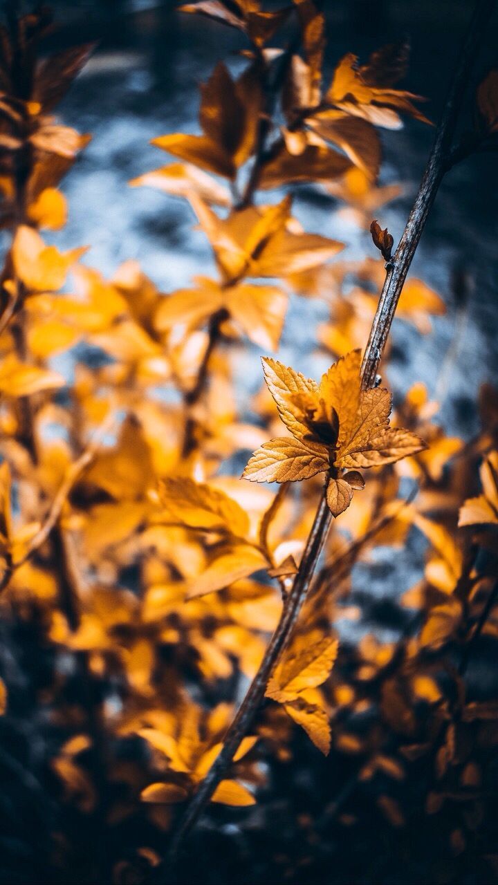 Nature Autumn Leaves