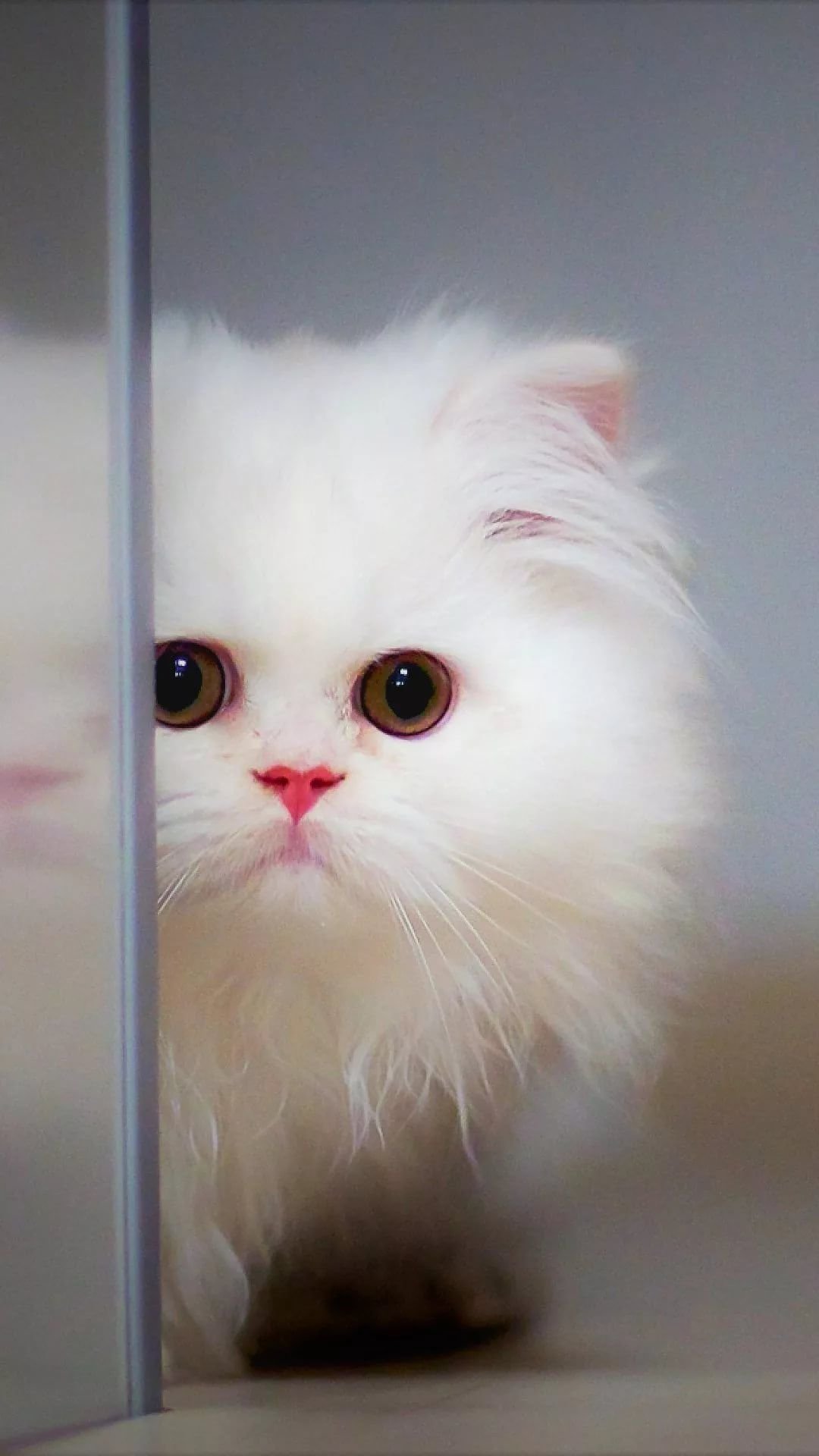 Cute White Cat Wallpapers For Desktop  Wallpaper Cave