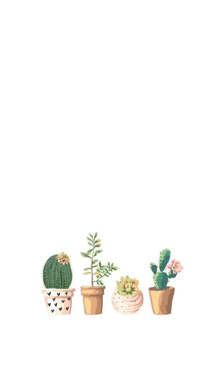 Its like a painting  Succulents wallpaper Colorful succulents Planting  succulents