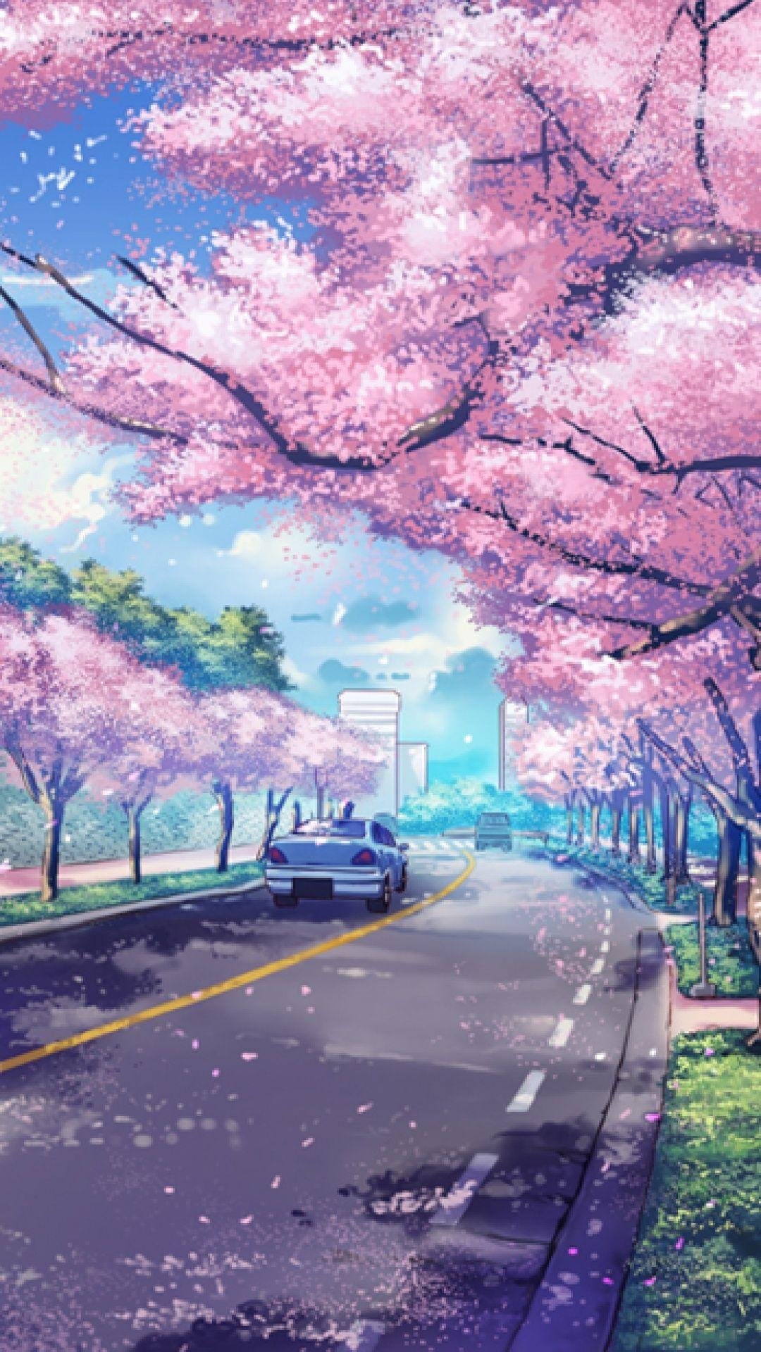 Cherry Blossom Trees Wallpaper 4K, Purple Flowers, Pathway, Park
